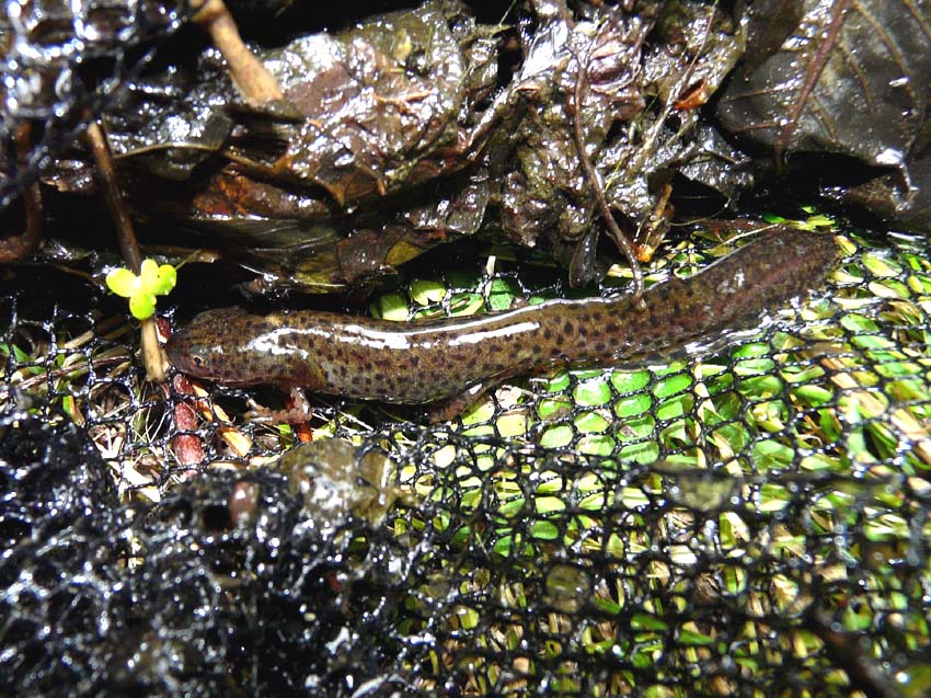 Triturus alpestris apuanus sulla Collina Torinese